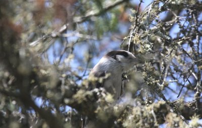 Gray Jay