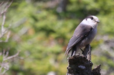 Gray Jay