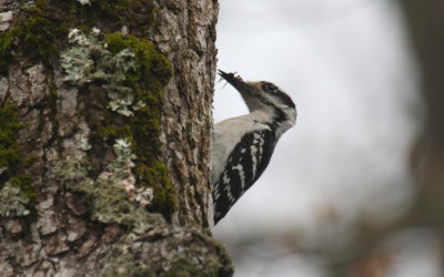 Hairy Woodpecker