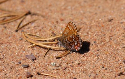 Eastern Pine Elfin