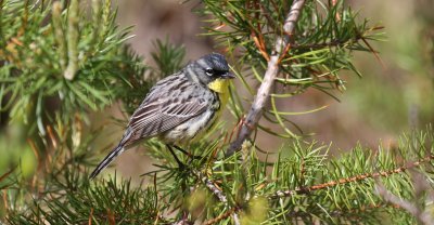 Kirtland's Warbler