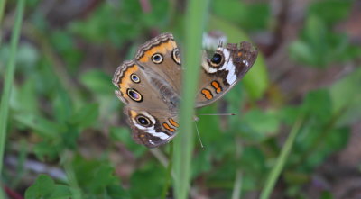 Common Buckeye