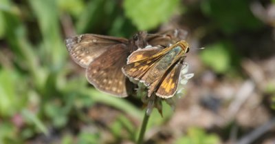 Fiery Skipper