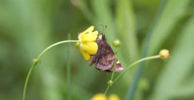 Hobomok Skipper (Pocahontas form)