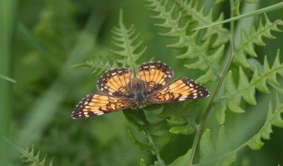 Harris's Checkerspot
