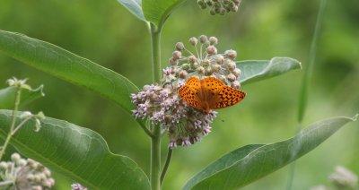 Great Spangled Fritillary