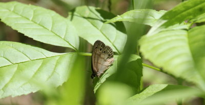 Little Wood Satyr