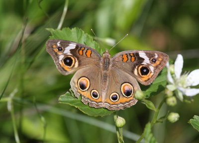 Common Buckeye