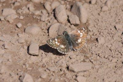 Common Checkered Skipper