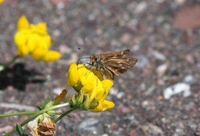 Indian Skipper