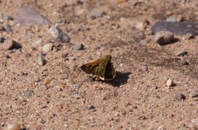 Pecks Skipper