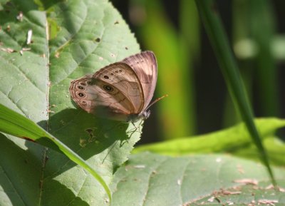 Appalachian Brown