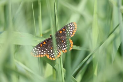 Baltimore Checkerspot