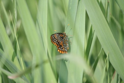 Baltimore Checkerspot