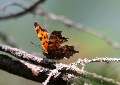 Green Comma