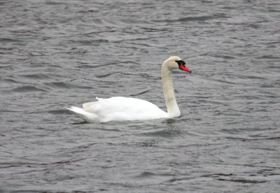 Mute Swan