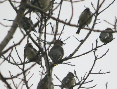 Bohemian Waxwing