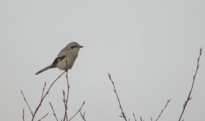 Northern Shrike