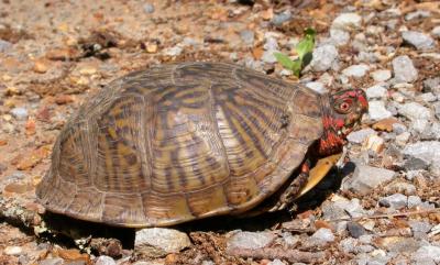 Three-toed box turtle