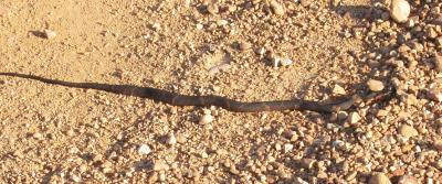 Broad-banded water snake