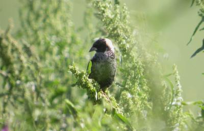 Bobolink