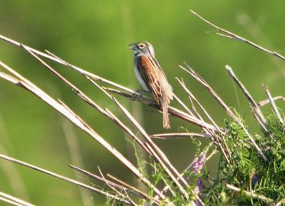 g4/51/597951/3/59340485.dickcissel3.jpg