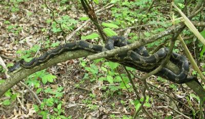 Rat snake