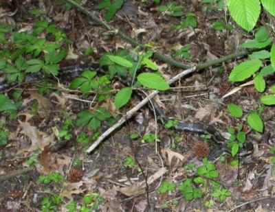 Rat snake