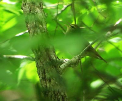 Swainson's Warbler