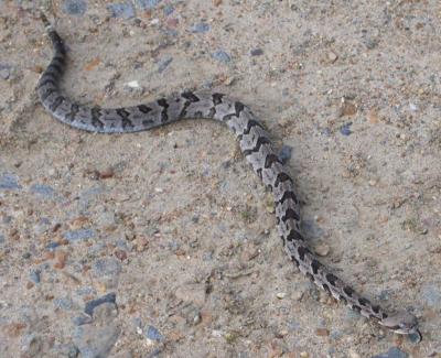 Timber rattlesnake