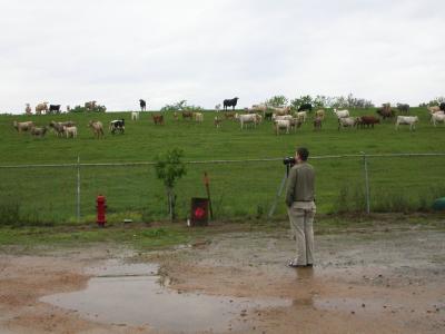 TJ addresses cattle