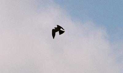 Mississippi Kite