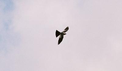 Mississippi Kite