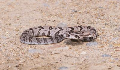 Timber rattlesnake