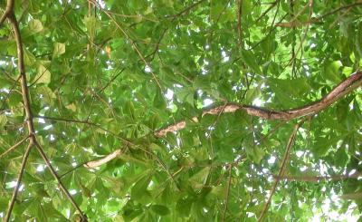 Rat snake