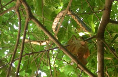 Rat snake
