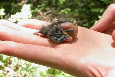 Nestling