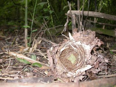 Nest destruction