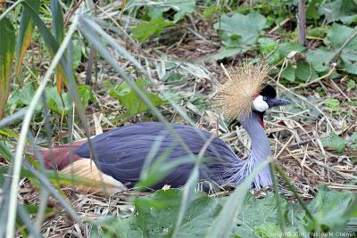 Grue couronnée couvant - Crowned crane sitting on