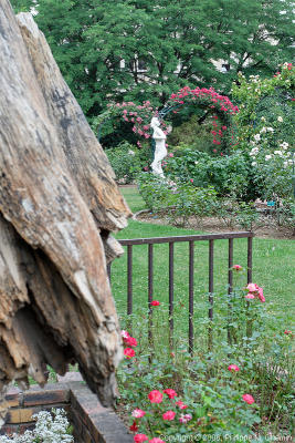 Venus genitrix in the rose garden