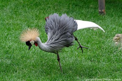 Grue couronnée - Crowned crane