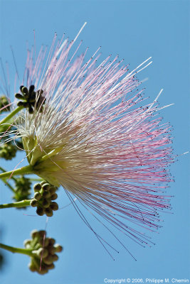 Silk tree - Arbre de soie