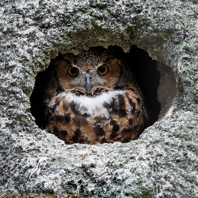 Hibou grand-duc - Eurasian Eagle-owl