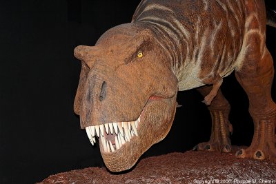 Tyrannosaurus Rex