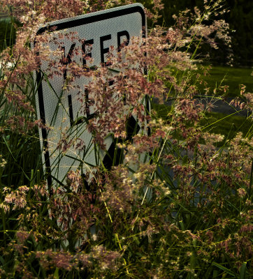 Flowering Grasses