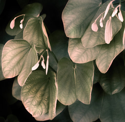 Bauhinia Leaves