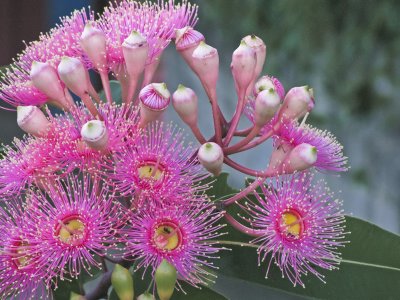 Eucalypt flowers