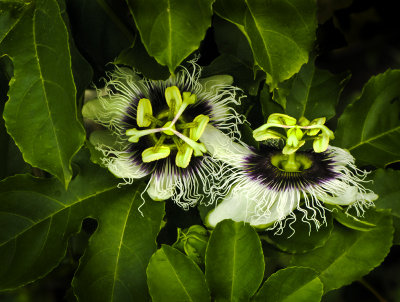 Passion Fruit Flowers