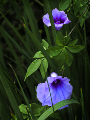 Convolvulus