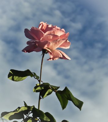 Rose against the sky